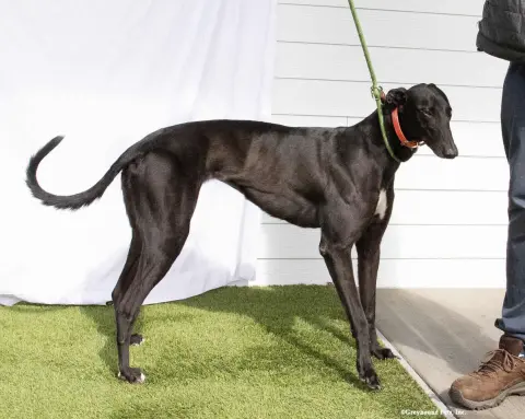 Precious thumbnail 2