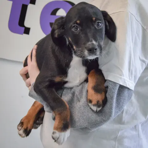 Sherlock thumbnail 2