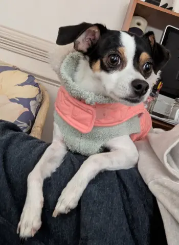 Jack Jack thumbnail 2