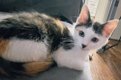 Daisykins thumbnail 4