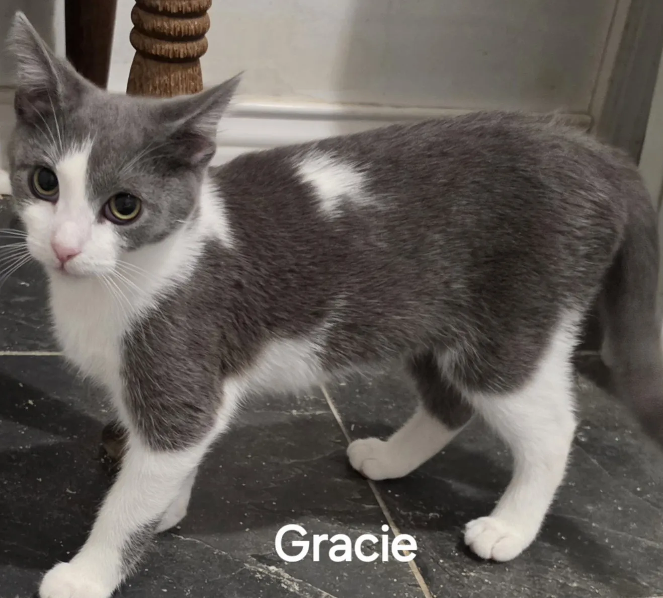 Gracie - Photo 1
