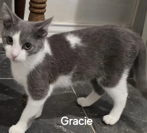 Gracie