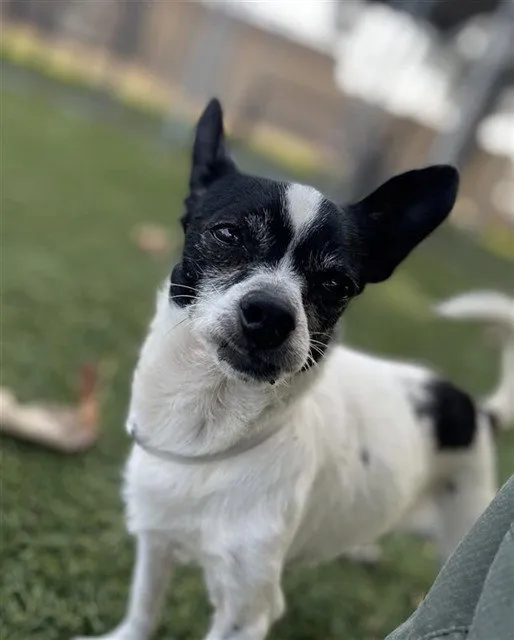 Lil' Buddy - Photo 1