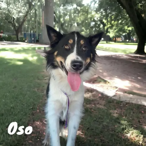 Oso