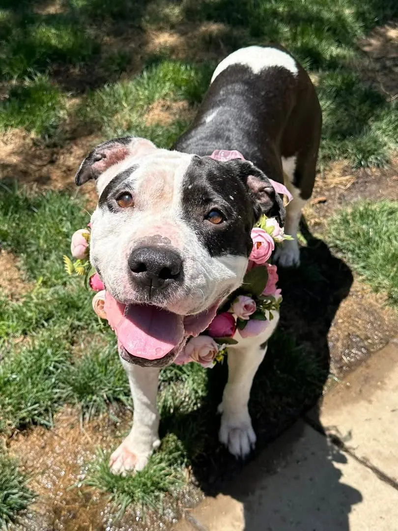 Clarabelle - Photo 3