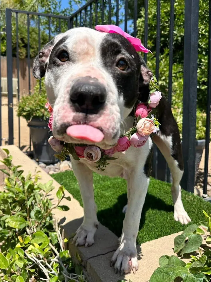 Clarabelle - Photo 4