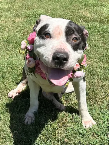 Clarabelle thumbnail 5