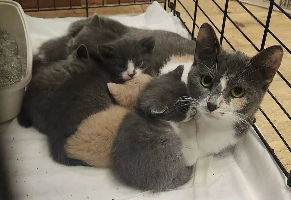 Miss Piggy - Photo 1