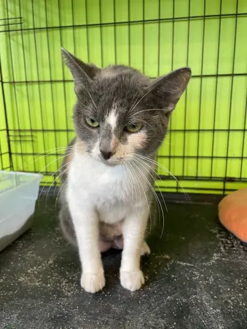 Miss Piggy thumbnail 2