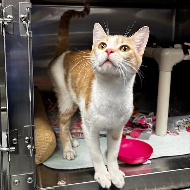 Jellybean Jones - Photo 1