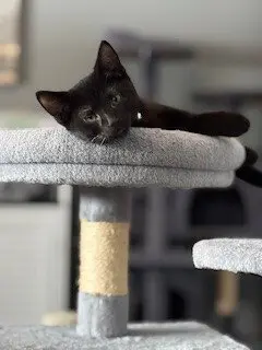 Midnight thumbnail 2