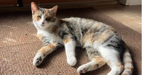 Baby Girl thumbnail 2