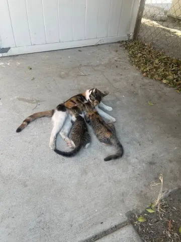 Mama Cat thumbnail 2