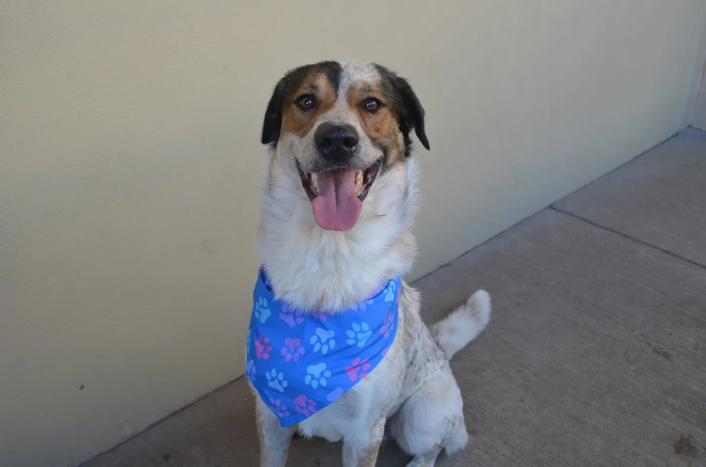 Pollen Ruff - Photo 2