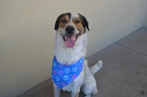 Pollen Ruff thumbnail 2