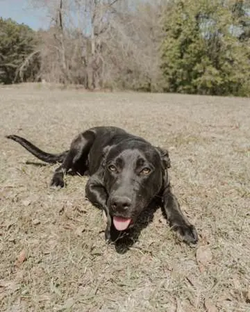 Gummie Bear thumbnail 2