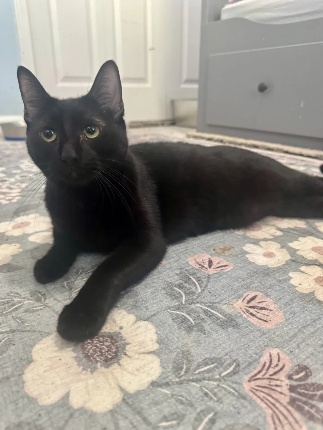 String Bean - Photo 1