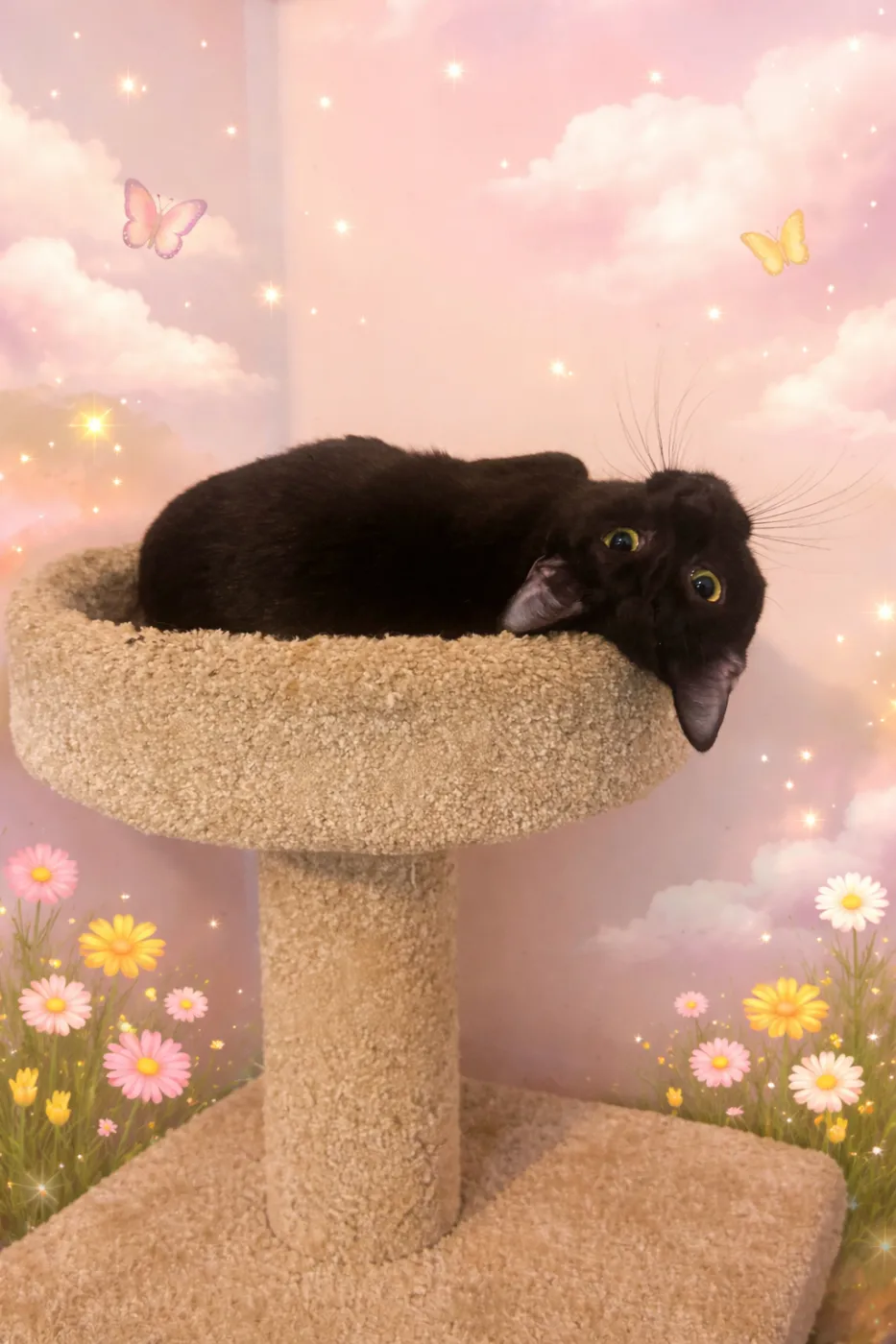 String Bean - Photo 2