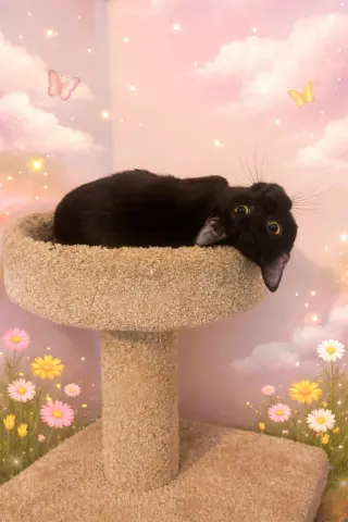 String Bean thumbnail 2