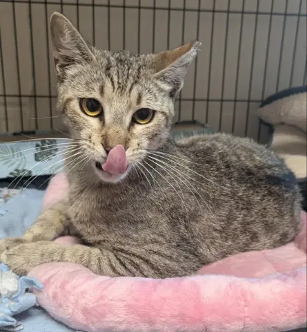 Kalahari thumbnail 2