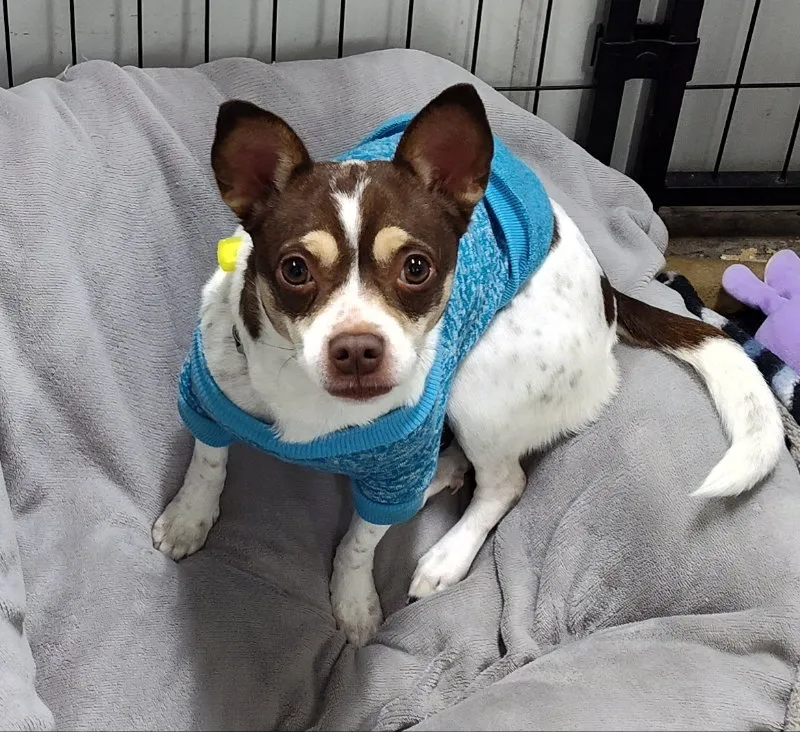 Puppy Chow - Photo 1