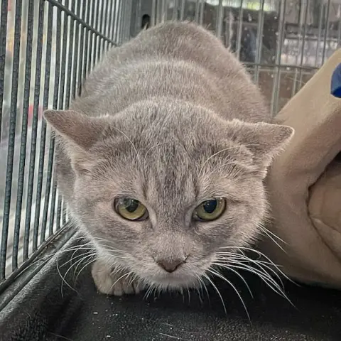 Winifred thumbnail 4