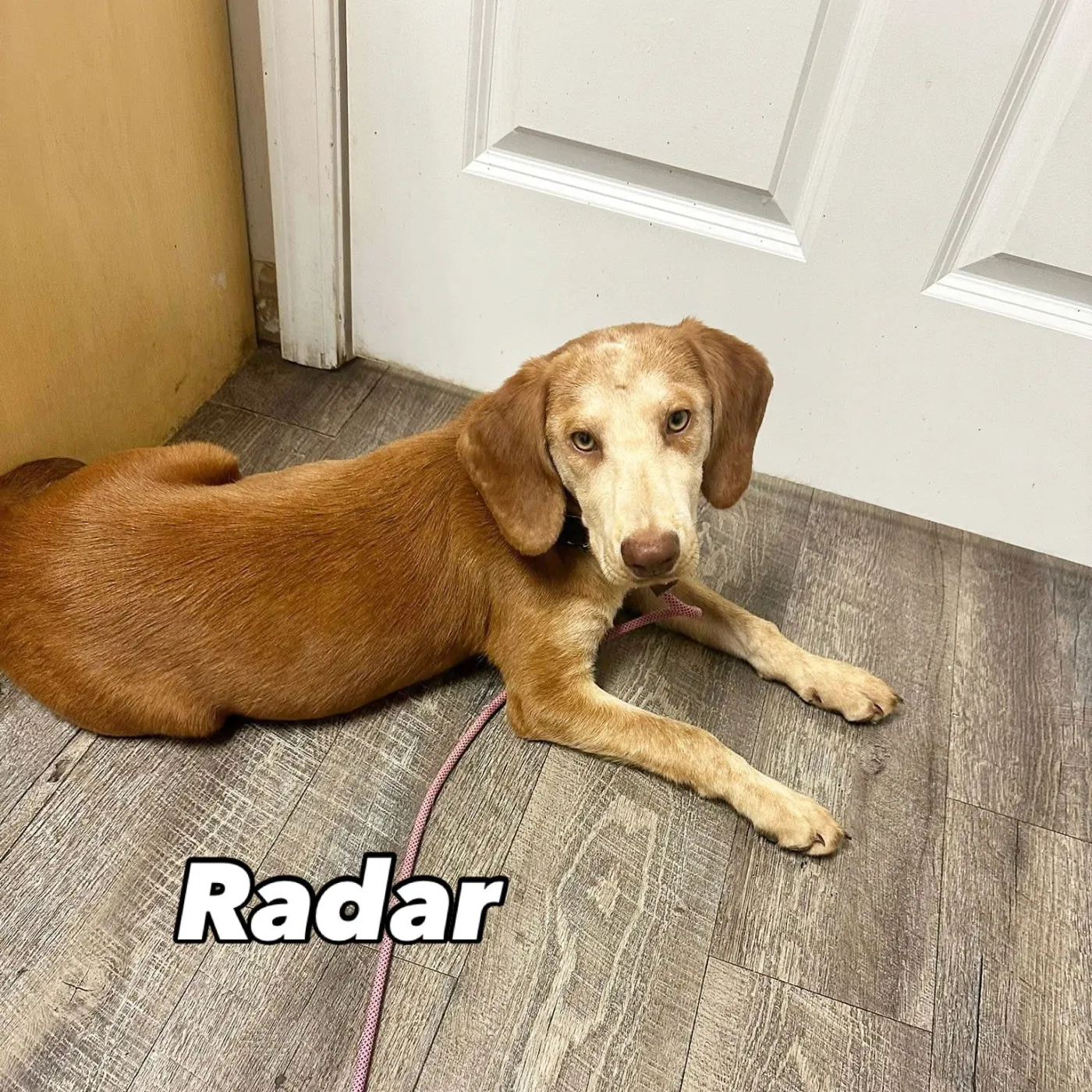 Radar - Photo 5