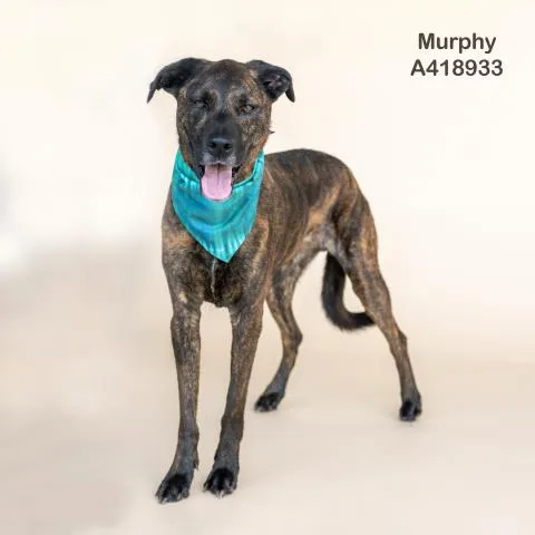 Murphy - Photo 1