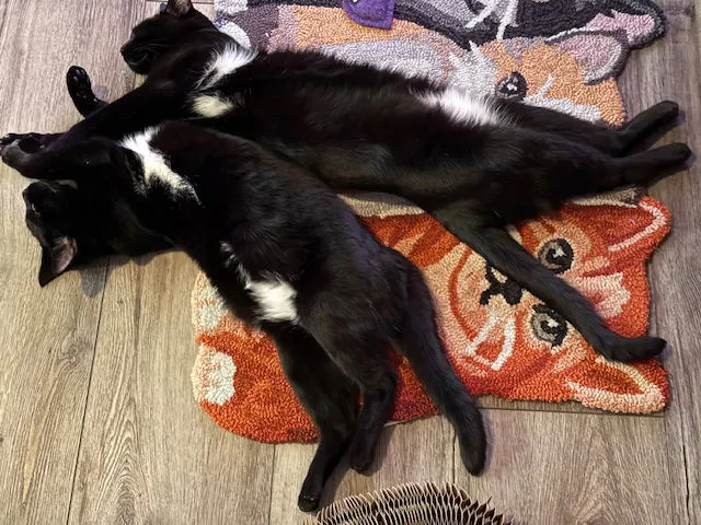 Mercy & Roxy - Photo 2