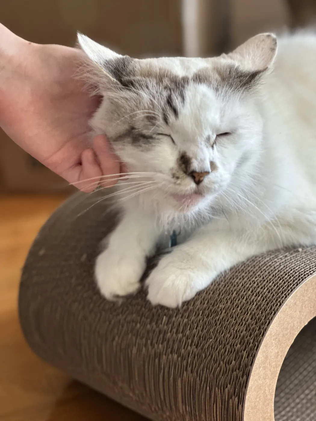 Marshmallow - Photo 2