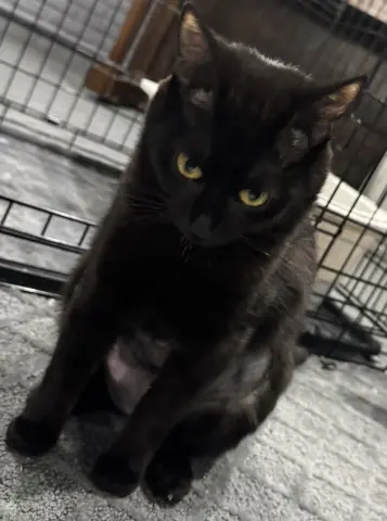 Mariposa thumbnail 2