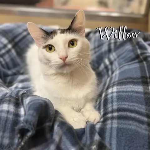 Willow thumbnail 2