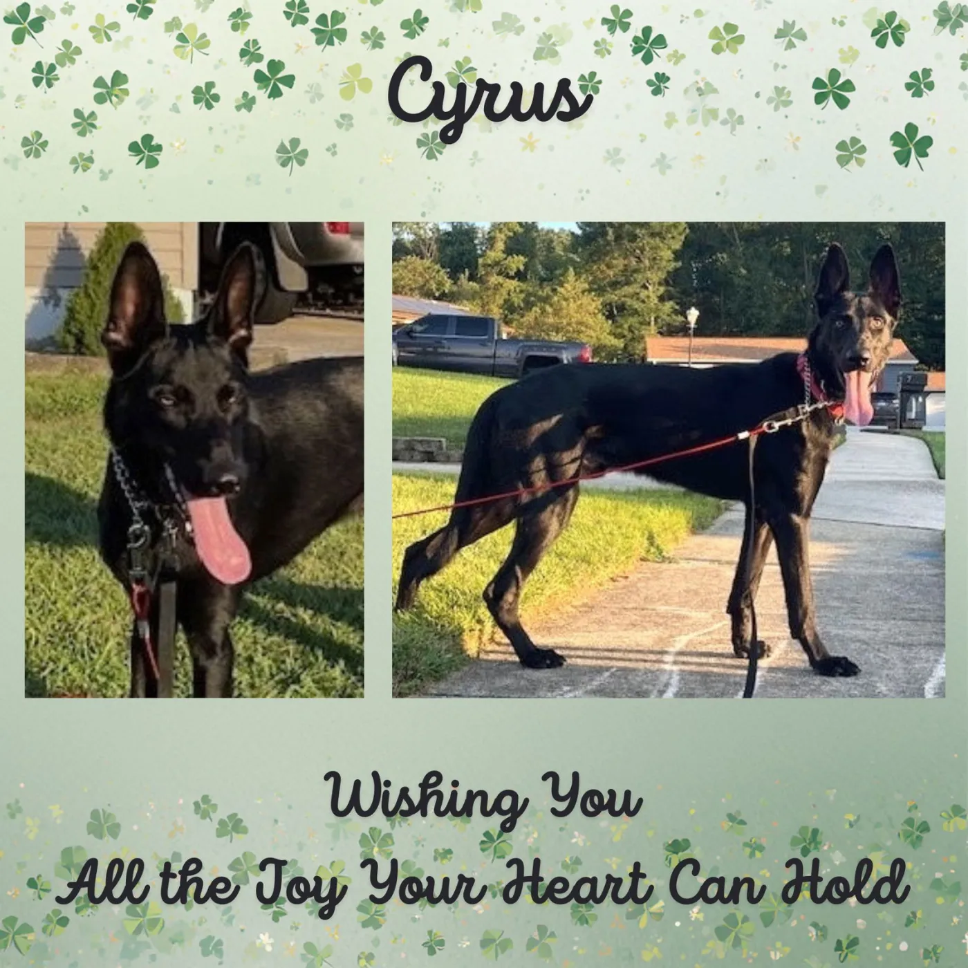 Cyrus - Photo 1