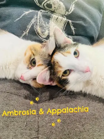 Ambrosia thumbnail 2