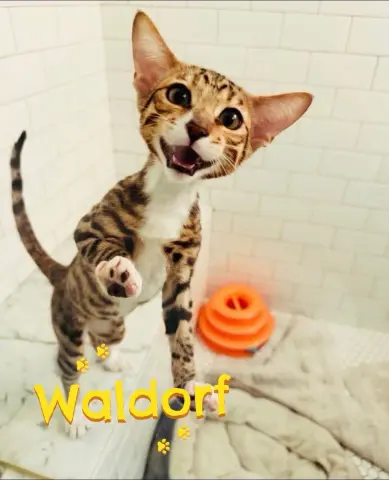 Waldorf