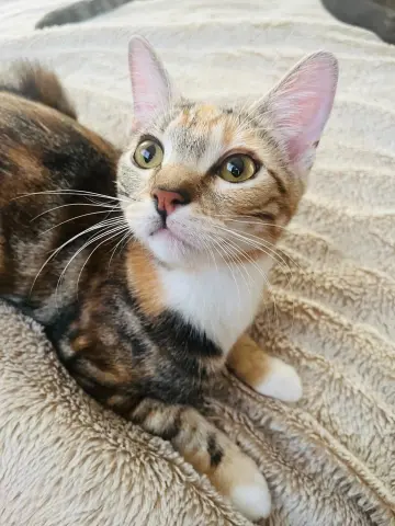 Molly Ringpawld thumbnail 2