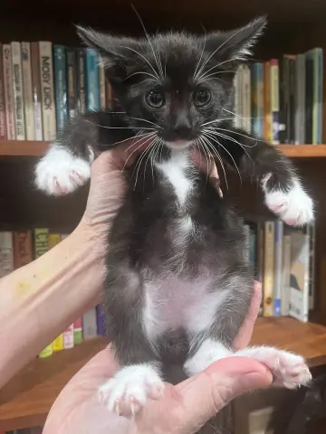 Emilio Estepawz thumbnail 2