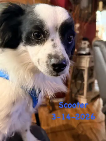 Scooter