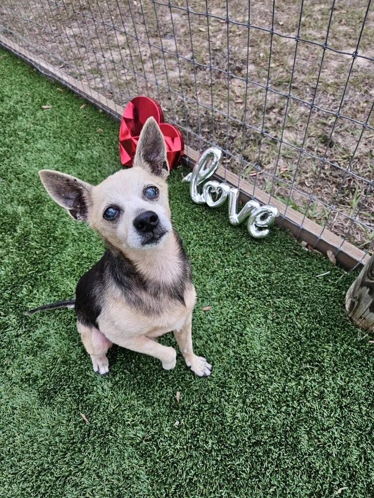 Peanut Butter - Photo 2