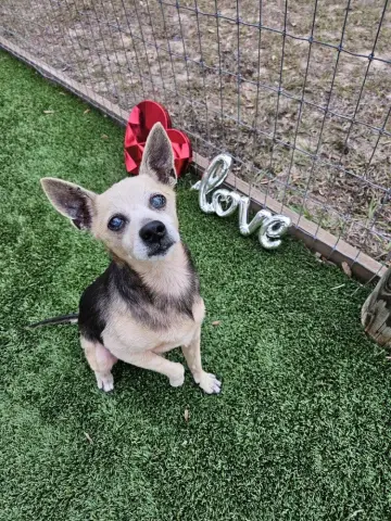 Peanut Butter thumbnail 2