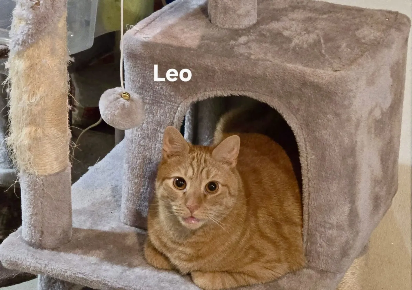 Leo - Photo 2
