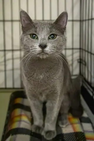 Lady Grey thumbnail 2