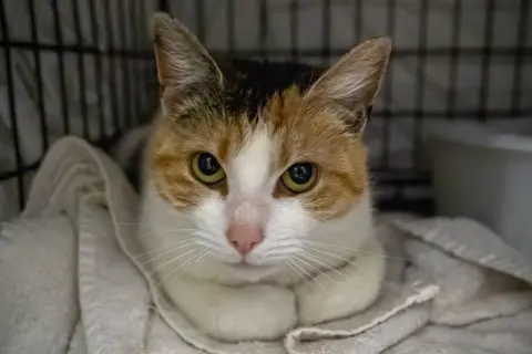 Truffles thumbnail 2