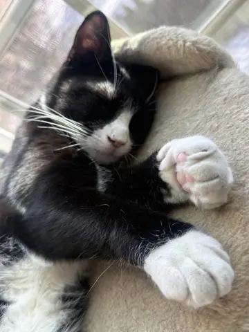 King Tuxy thumbnail 3