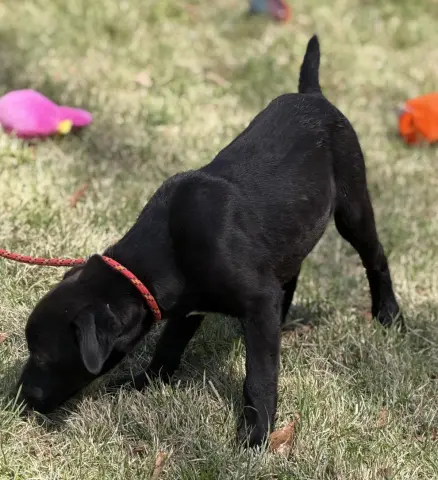 Pistachio thumbnail 2