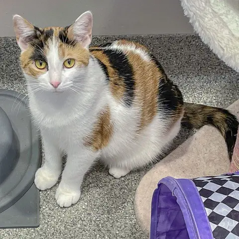 Rapunzel thumbnail 2