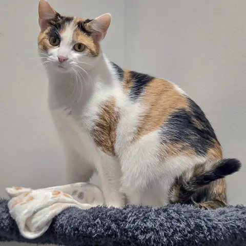 Rapunzel thumbnail 4