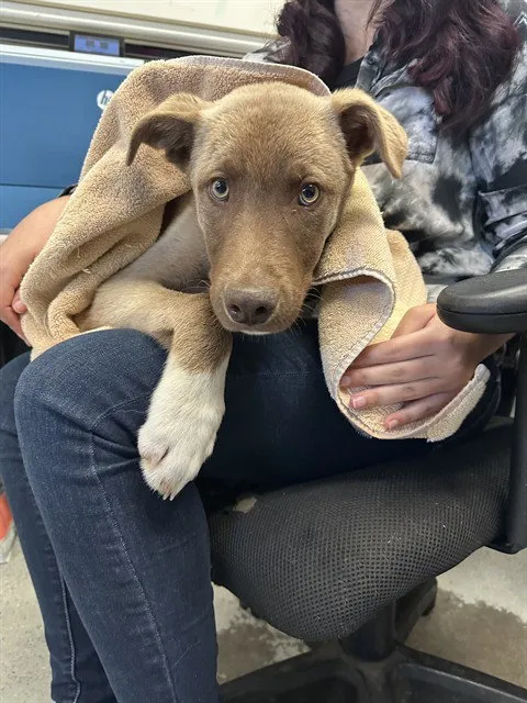 Cadburry Creme - Photo 1