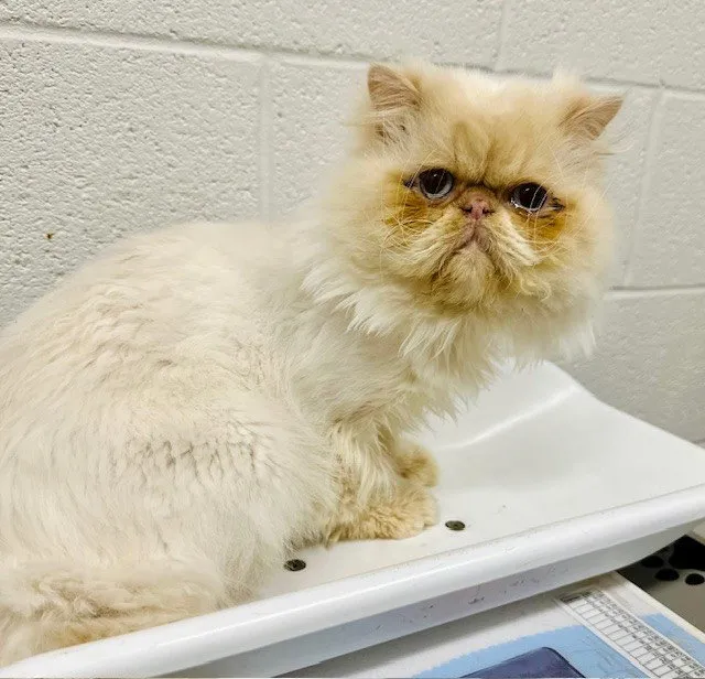 Mr. Trunchbull - Photo 1