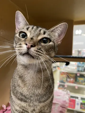 Annabelle thumbnail 2